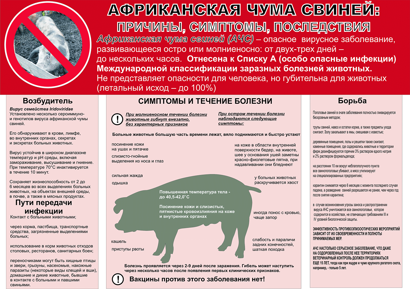 Африканская чума свиней: памятка населению.